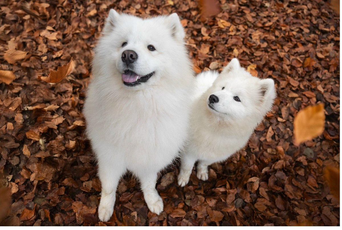 Bjørn e Caoimhe, i due Samoiedi di Diego