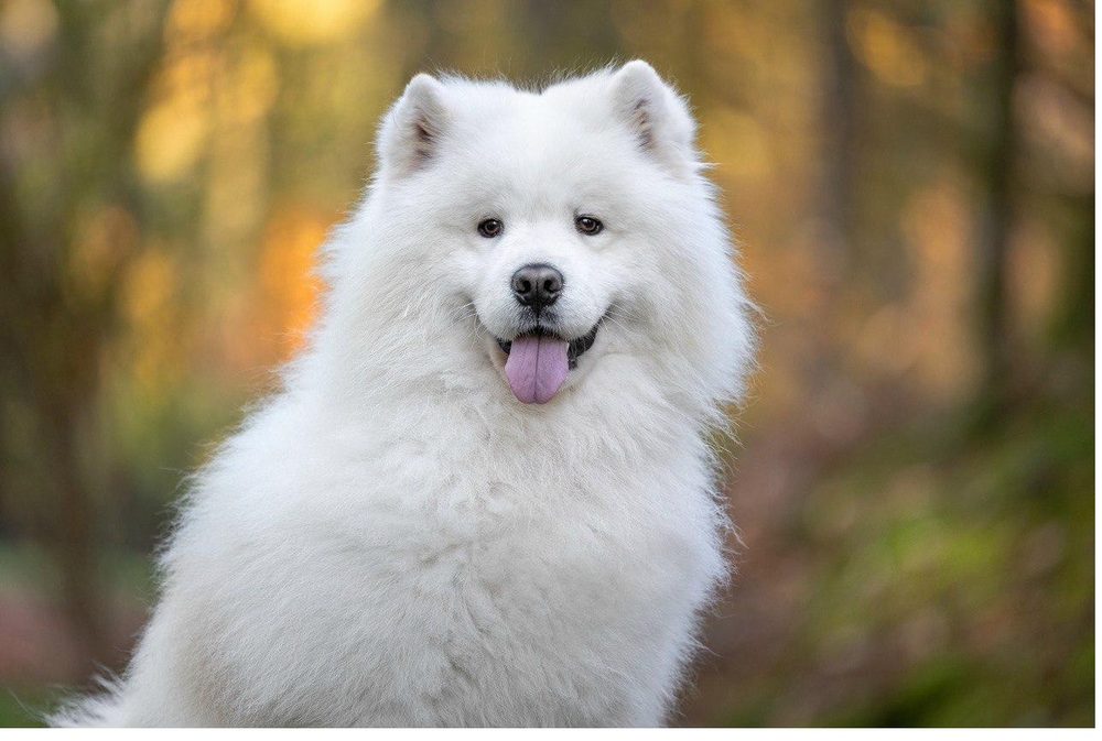 Bjørn — ritratto — Consulenza comportamentale