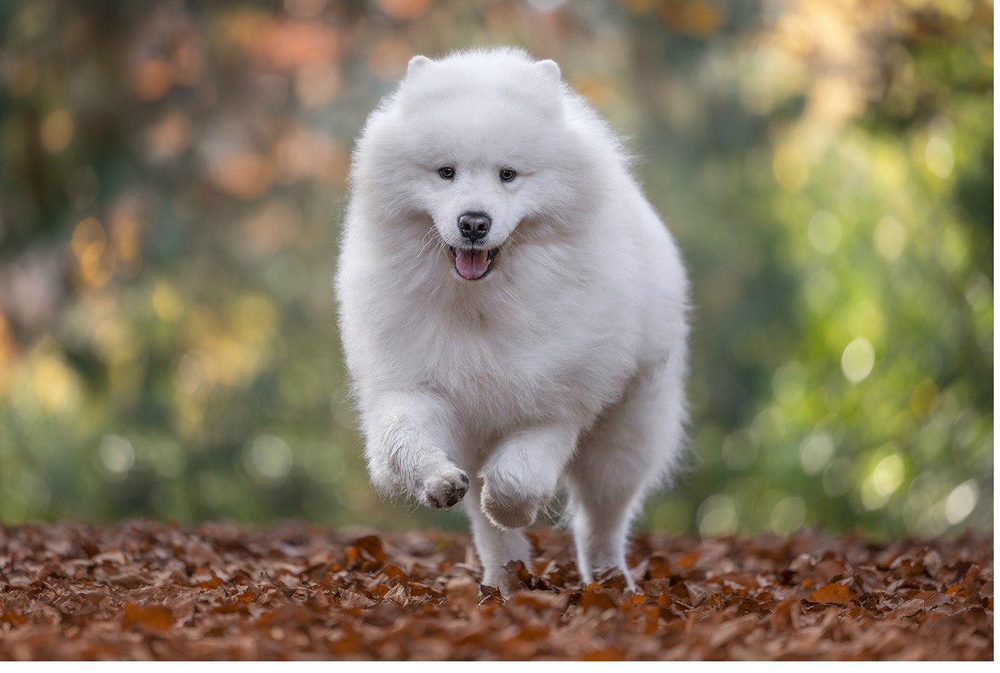 Bjørn che corre tra le foglie autunnali