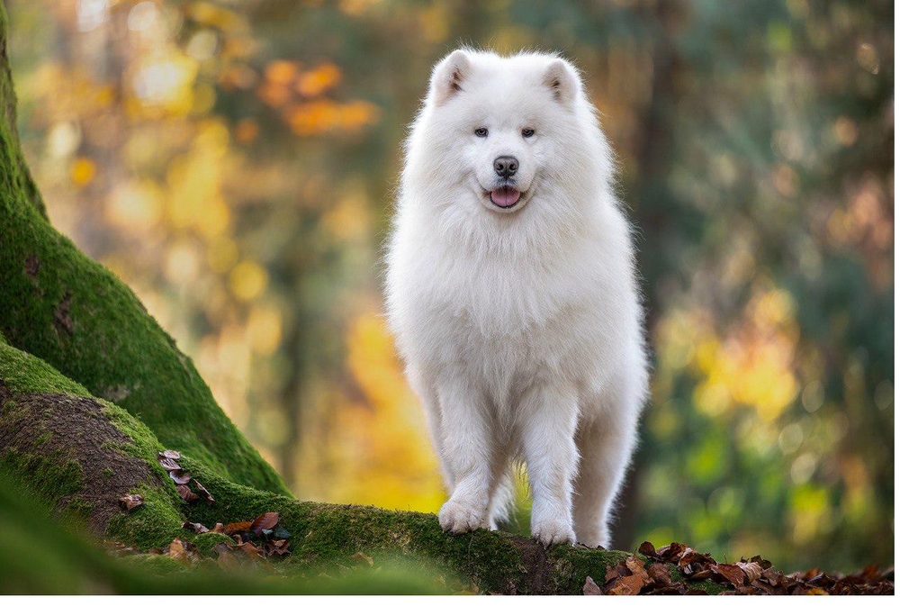 Bjørn che cammina focalizzato — Educazione Base