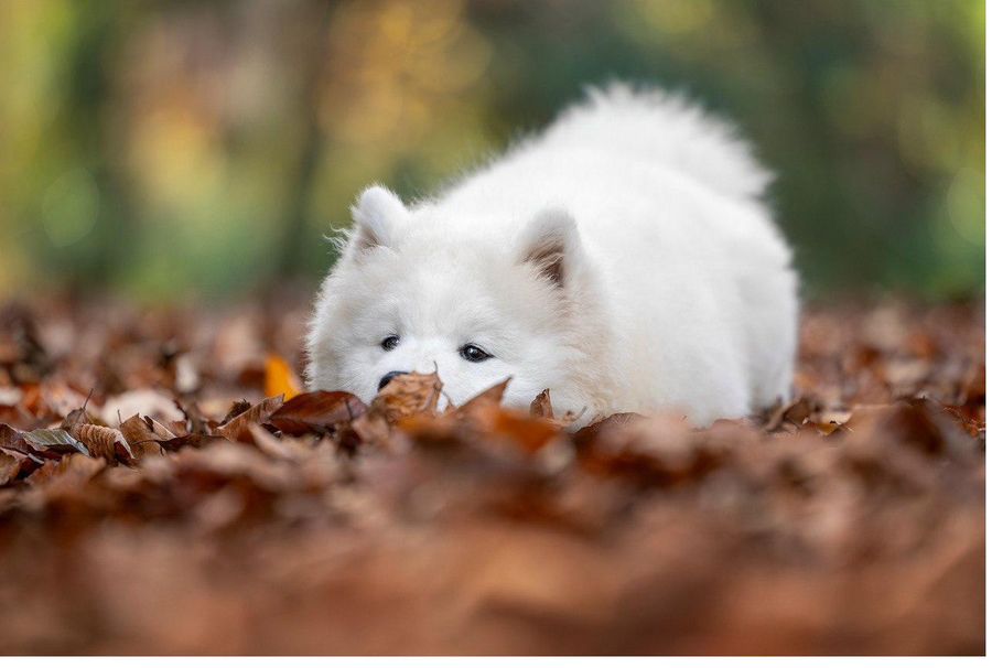 Caoimhe cucciola che esplora le foglie — Percorso Cucciolo