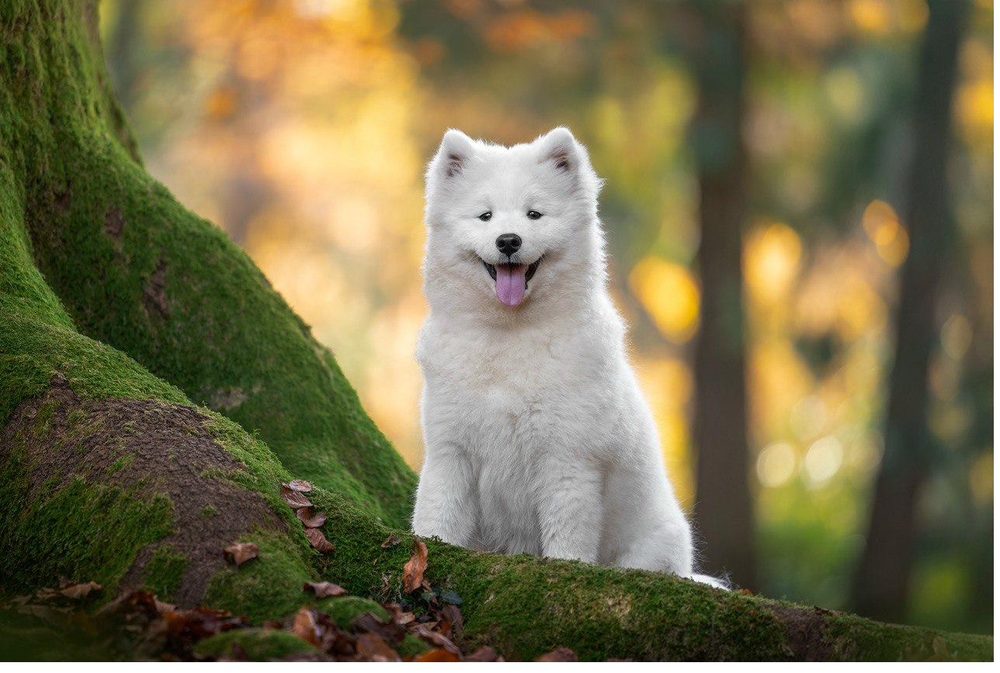 Caoimhe cucciola su radici muschiose